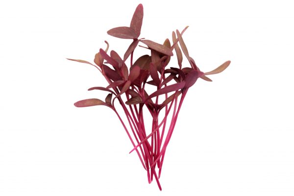 Red Amaranth Microgreens